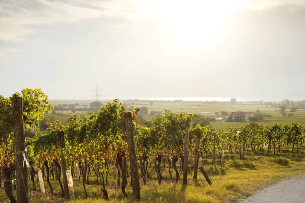 Weingärten in Podersdorf am See